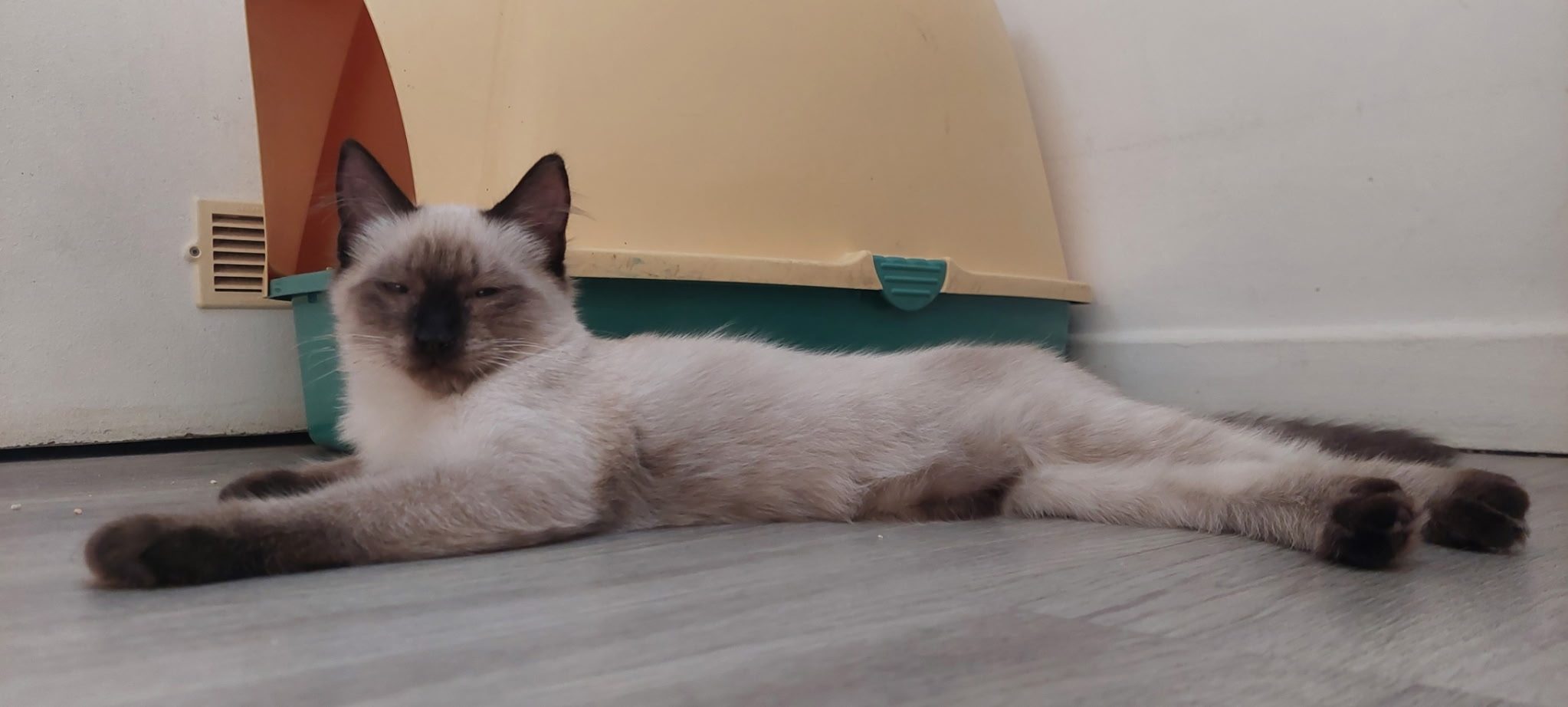 Saphir