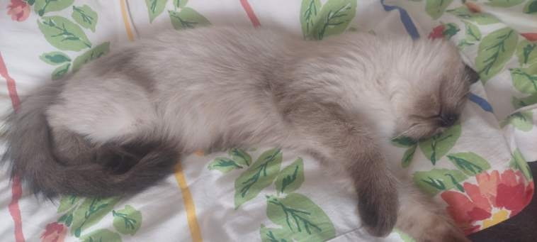 Saphir